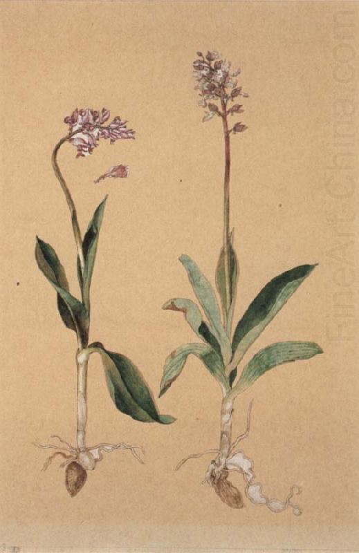 Hans Weiditz Orchis Militaris china oil painting image